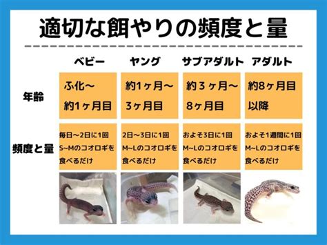 適切な餌の量の決定