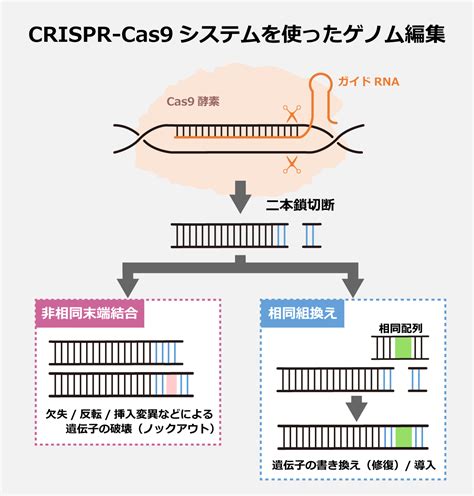 遺伝子編集技術