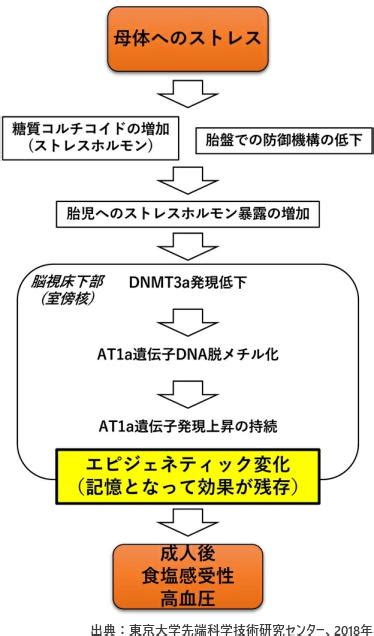 遺伝的要因、栄養摂取、運動レベル