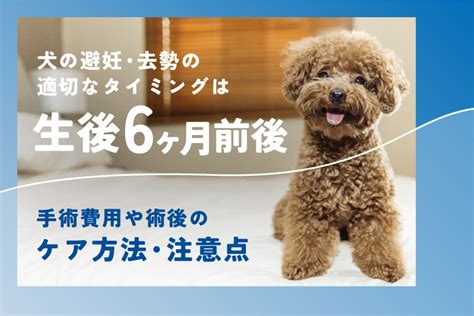 避妊・去勢後、犬の体の変化