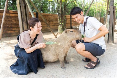 那須どうぶつ王国のペット情報：ペットとの触れ合い・宿泊・体験を満喫