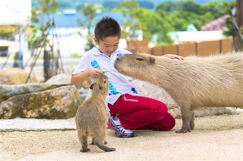 那須 どうぶつ王国 ペットとのふれあい体験：ガイドブック