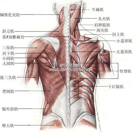 部位結構：