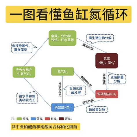 鄉村魚：恢復生態平衡的關鍵