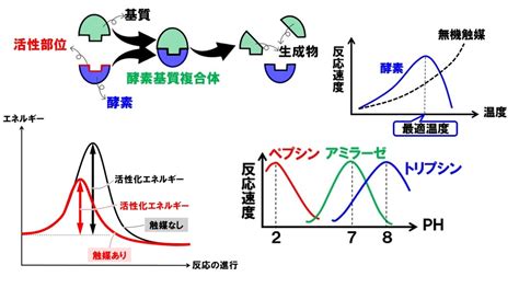 酵素とは？