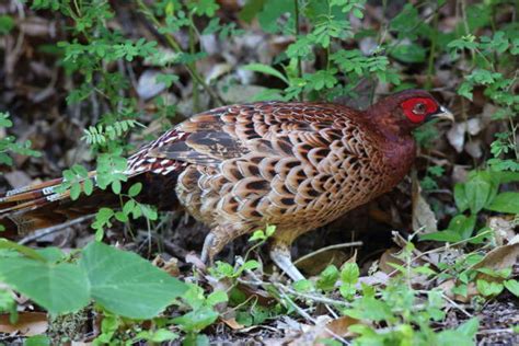 野生におけるキジの希少性