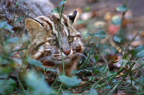 野生の猫とペットの猫の違い