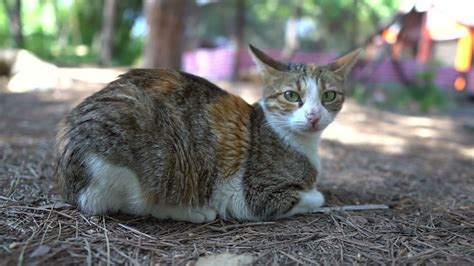 野生の美しさ：ワイルドキャットの世界