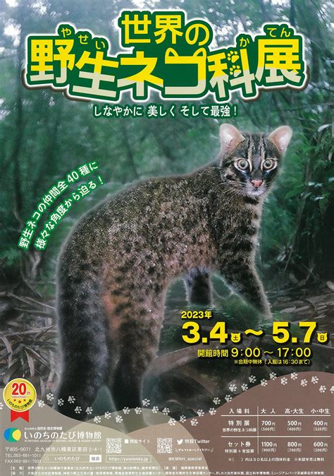 野生ネコのすべて：生態、特徴、保護