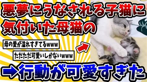 野生レシピ 子猫: 母ネコ不在時にあなたができること