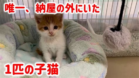 野生児レシピで子猫を元気に育てよう！