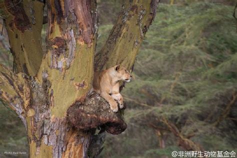 野生動物：我們所食用的動物