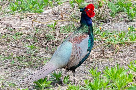 野生 の キジ 珍鳥に秘められた生態と保護の現状