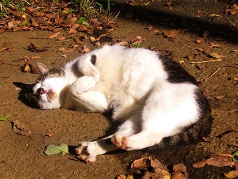 野良猫がお腹を見せる意味