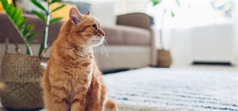 野良猫がかかりやすい病気