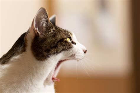 野良猫が家に上がりたがって鳴くときの対処法