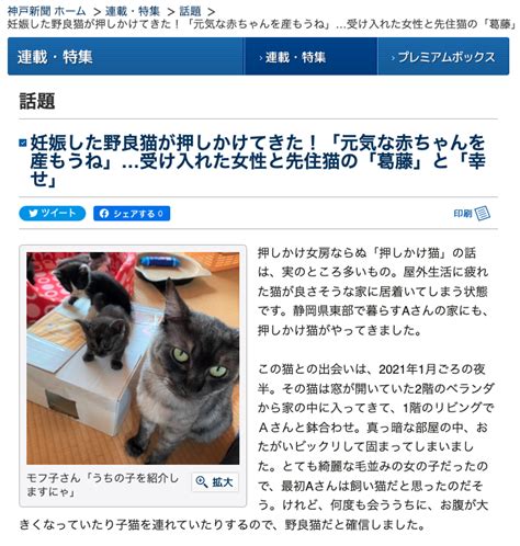 野良猫が家に侵入しようとする理由とその対策