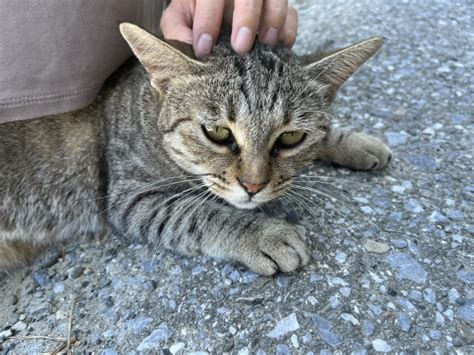 野良猫が家に入りたがって鳴くときの対処法