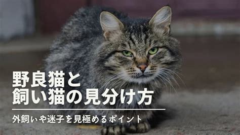 野良猫が家に入りたがる、鳴く...