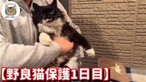 野良猫が寒さにさらされる影響