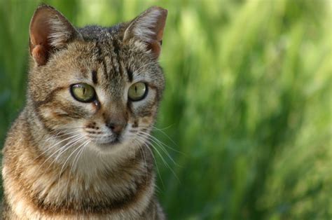 野良猫が目やにを出す原因と対処法