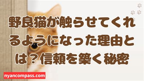 野良猫が触らせてくれるようになるまで