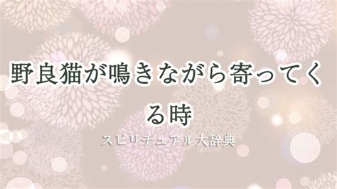 野良猫が鳴きながら寄ってくる。そんな時に知っておきたいこと