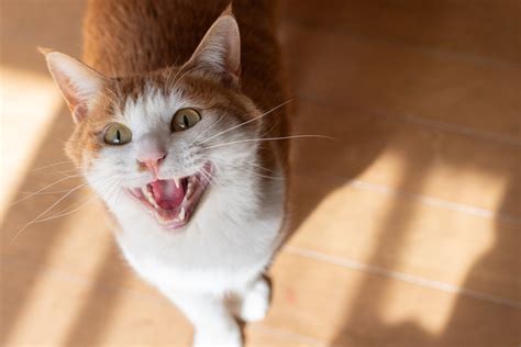 野良猫が鳴きながら寄ってくる時の効果的な対処法