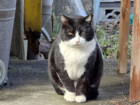 野良猫が鳴く理由を徹底解説