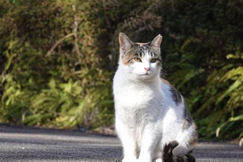 野良猫が鳴く理由を徹底解説！その意味や対処法も