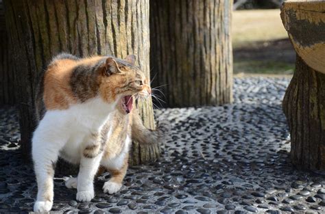 野良猫が鳴く理由：理解と対処法