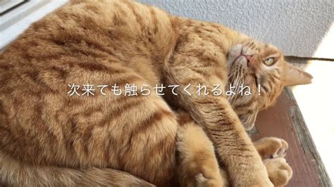 野良猫とのふれあいのリスク