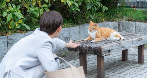 野良猫とのコミュニケーション：警戒心をといて、触らせてくれるようにする方法