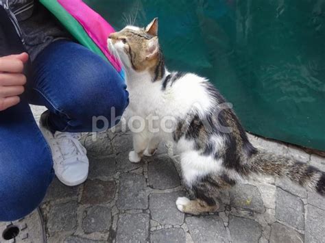 野良猫と触れ合うメリット