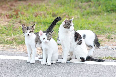 野良猫と飼い猫、見極めは難しい？