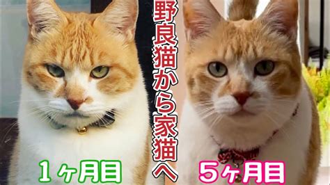 野良猫と飼い猫の見分け方：完全ガイド