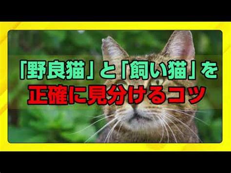 野良猫と飼い猫を見分けるコツ