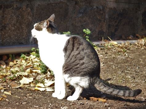 野良猫にトイレを覚えさせるための包括ガイド