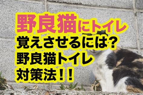 野良猫にトイレを覚えさせる方法