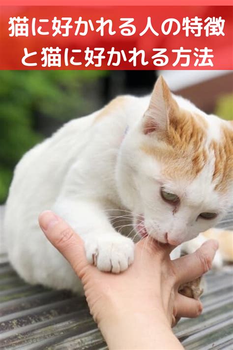 野良猫に好かれる方法 - 実践的なガイドと科学的根拠