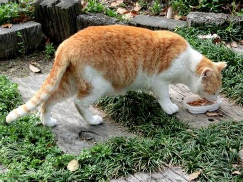 野良猫に毒餌をまくことの恐ろしさと危険性