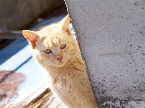 野良猫に注意！触ると危険な理由