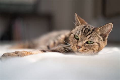 野良猫に触る危険性とは