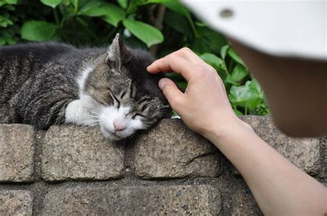 野良猫に触る時に着る服