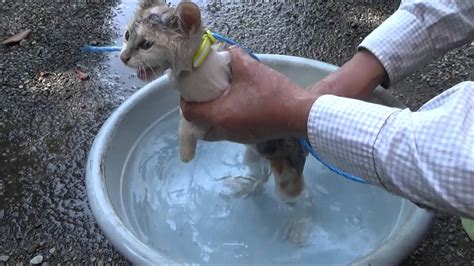 野良猫に触れた後の服のお手入れ完全ガイド