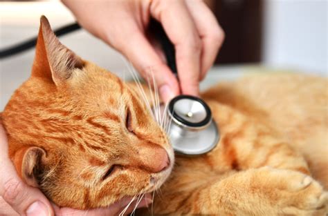 野良猫に触れることの感染リスク