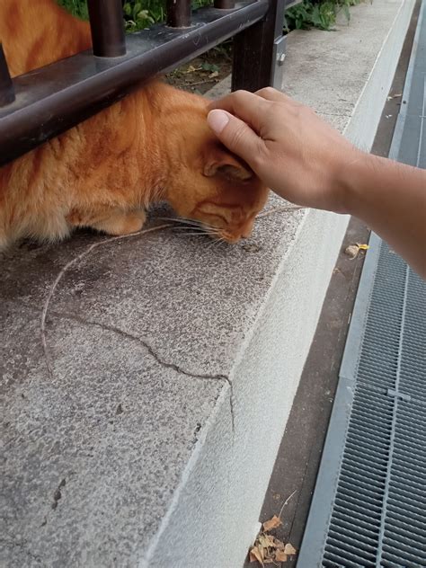 野良猫に触れるリスクと対策