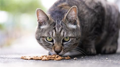 野良猫に遭遇したら、触ってはいけない理由と対策