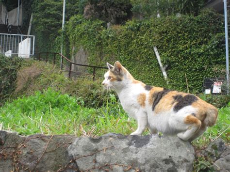 野良猫のしっぽが短い理由