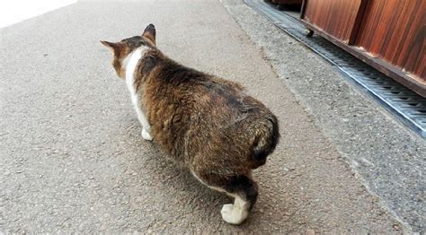 野良猫のしっぽが短い理由ってなに？